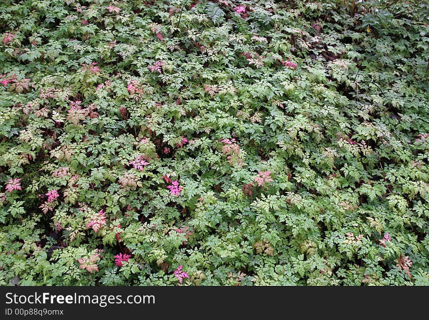 Ground Cover