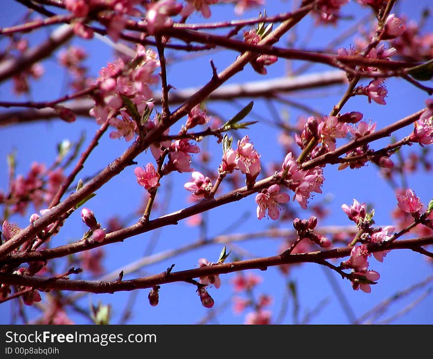 Colors Of Spring