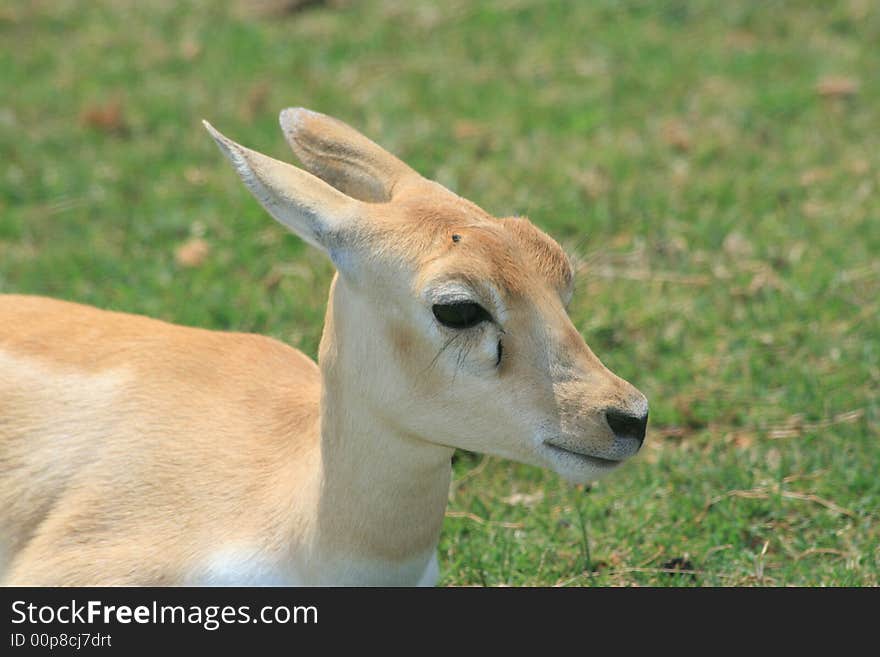 Photo of young Gazelle looking to the right. Photo of young Gazelle looking to the right