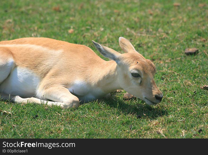 Photo of young Gazelle looking to the right. Photo of young Gazelle looking to the right