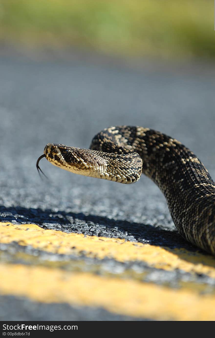 A large eastern diamondback rattlesnake near the center yellow lines on an everglades road. A large eastern diamondback rattlesnake near the center yellow lines on an everglades road.