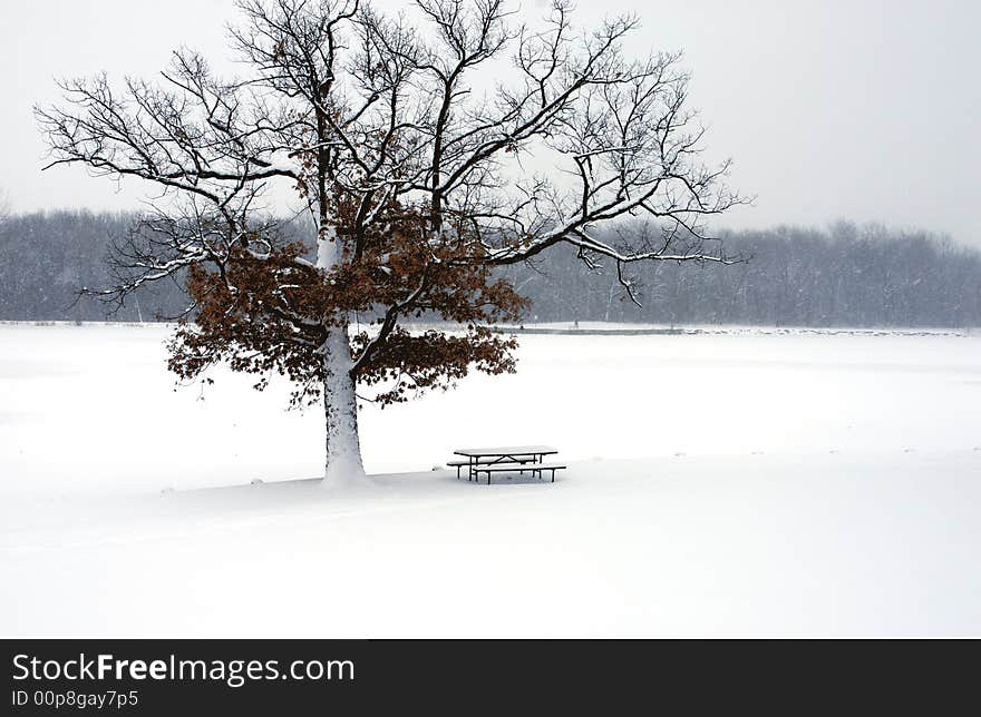 This tree looks so alone...Maybe, bacause of winter. This tree looks so alone...Maybe, bacause of winter