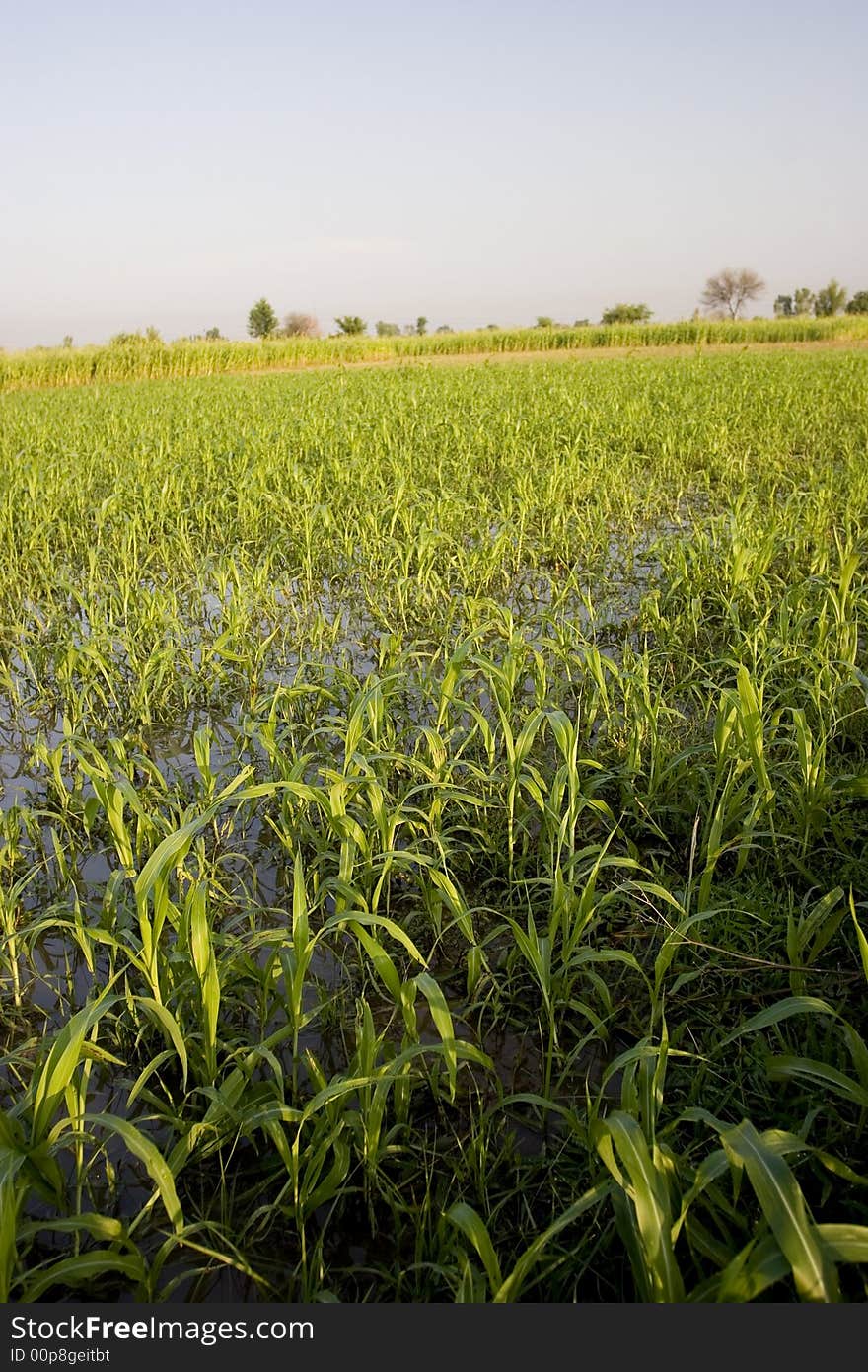 Water given in the crop fields