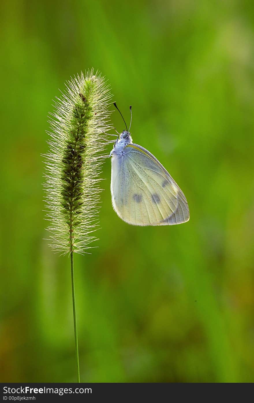 White butterfly