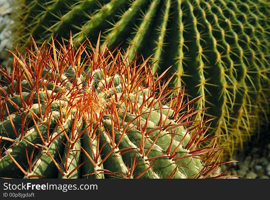 The new tender cacti thorns featured