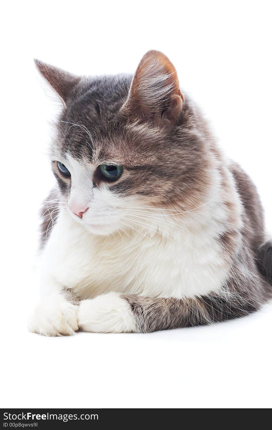 Portrait of resting cat isolated on white