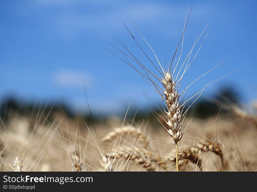 Golden harvest time and blue sky. Golden harvest time and blue sky