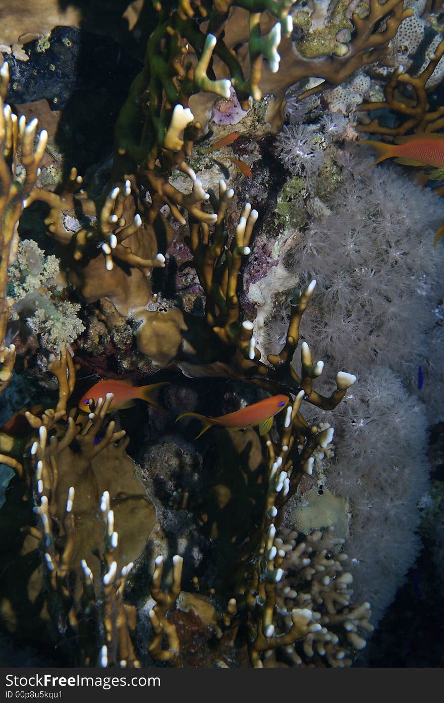 A coral in Red Sea. A coral in Red Sea