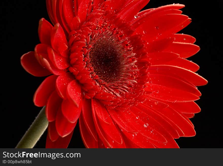 Water drops on beautiful red gerbera, close up