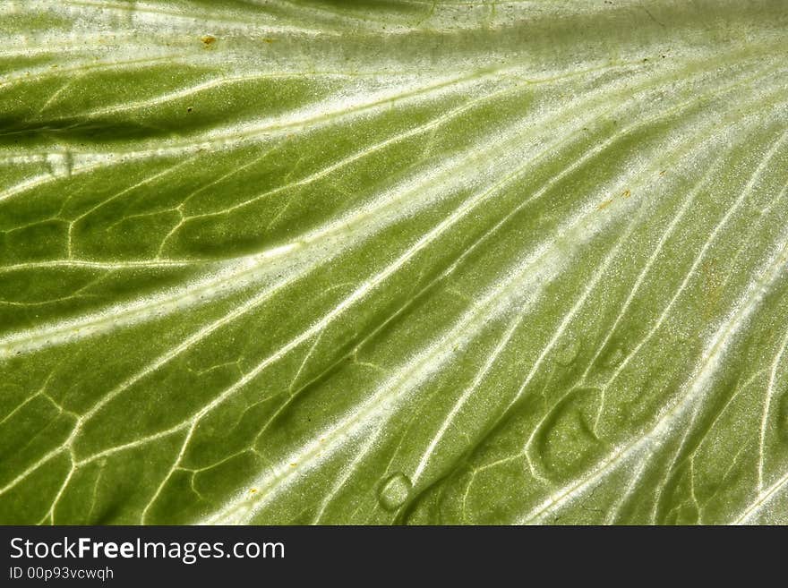 Close up abstract of salad leaf. Close up abstract of salad leaf