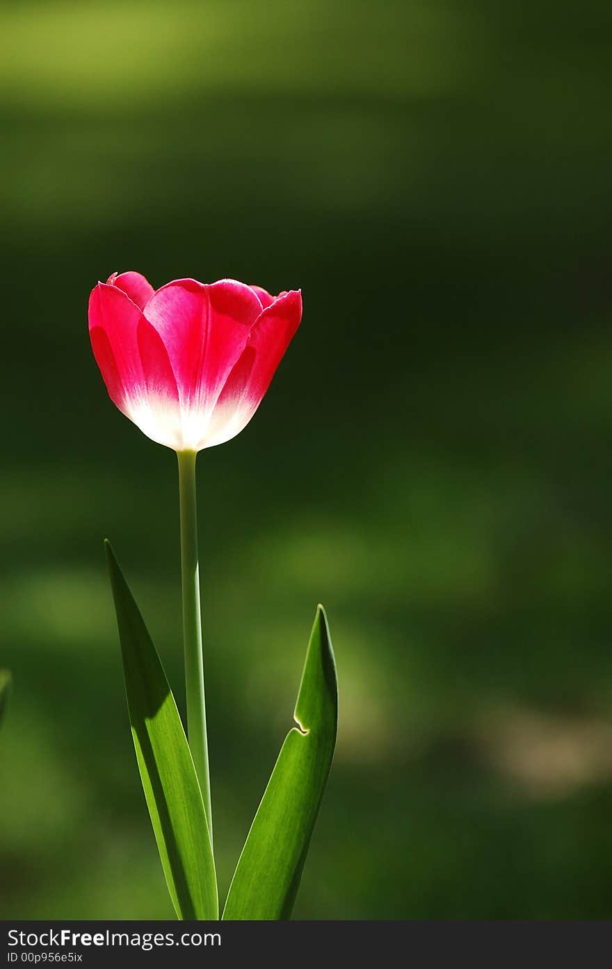 Tulip,the beautiful flowers in the Sunshine