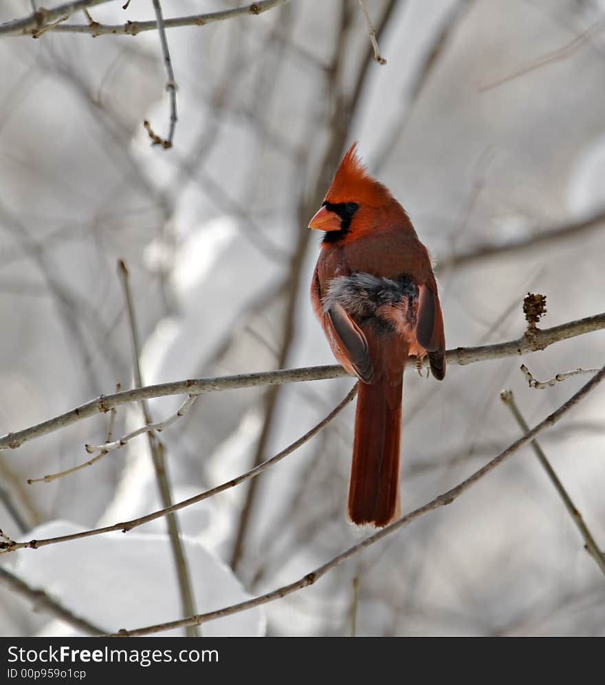 Male northern cardinal perched on a snowy tree branch