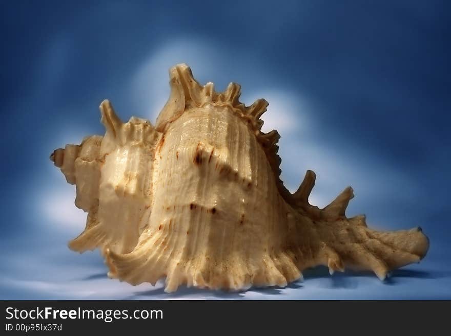 Sea shell on blue background