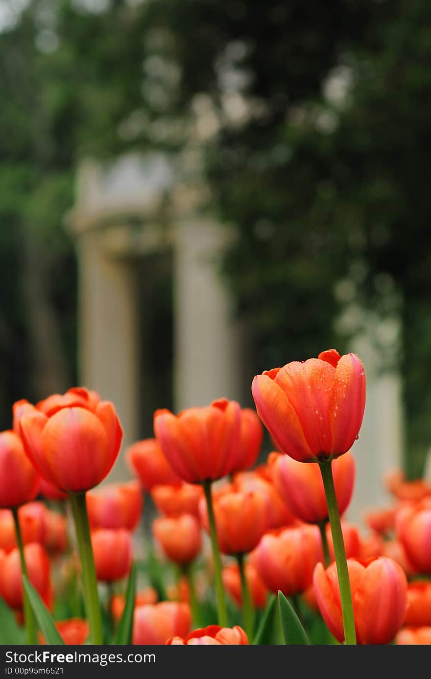 The beautiful flowers in the sunny. The beautiful flowers in the sunny