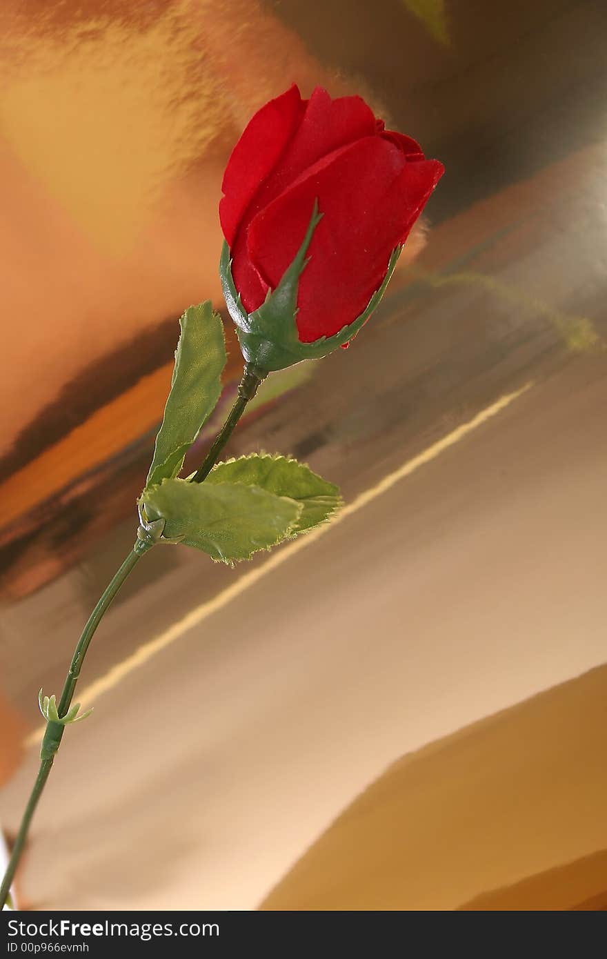 Shot of beautiful Rose art