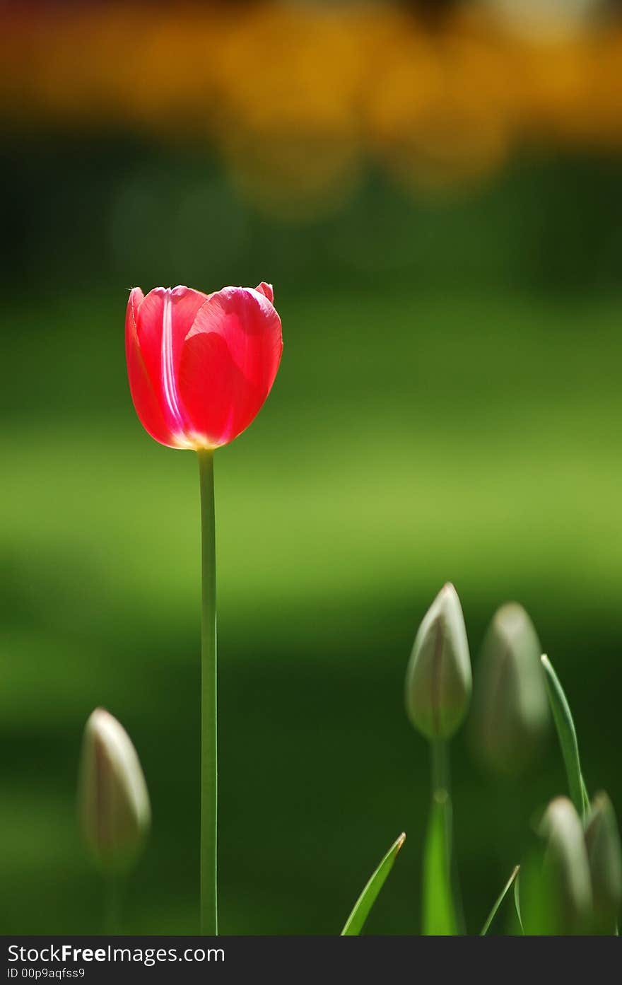 Tulip,the beautiful flowers in the Sunshine