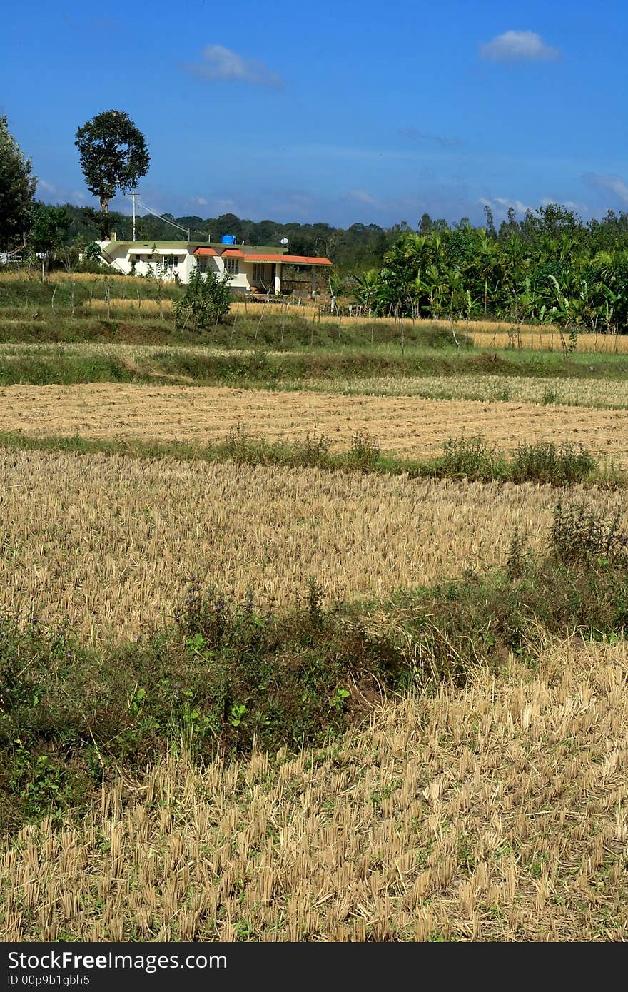 Dubare Farm In Summer-I