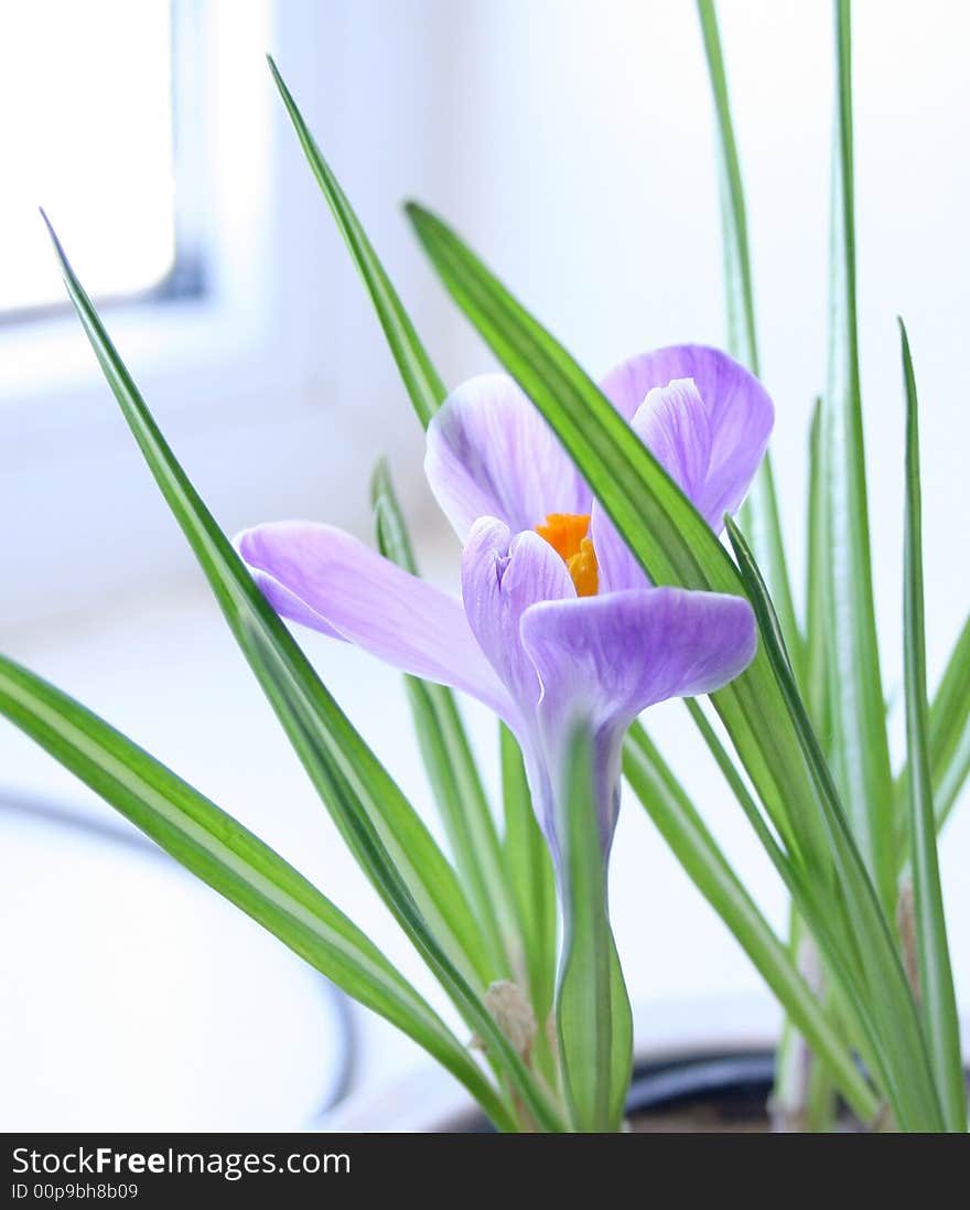 Single flower of crocus, indoor, at the window-sill. Sunny morning in February. Single flower of crocus, indoor, at the window-sill. Sunny morning in February.