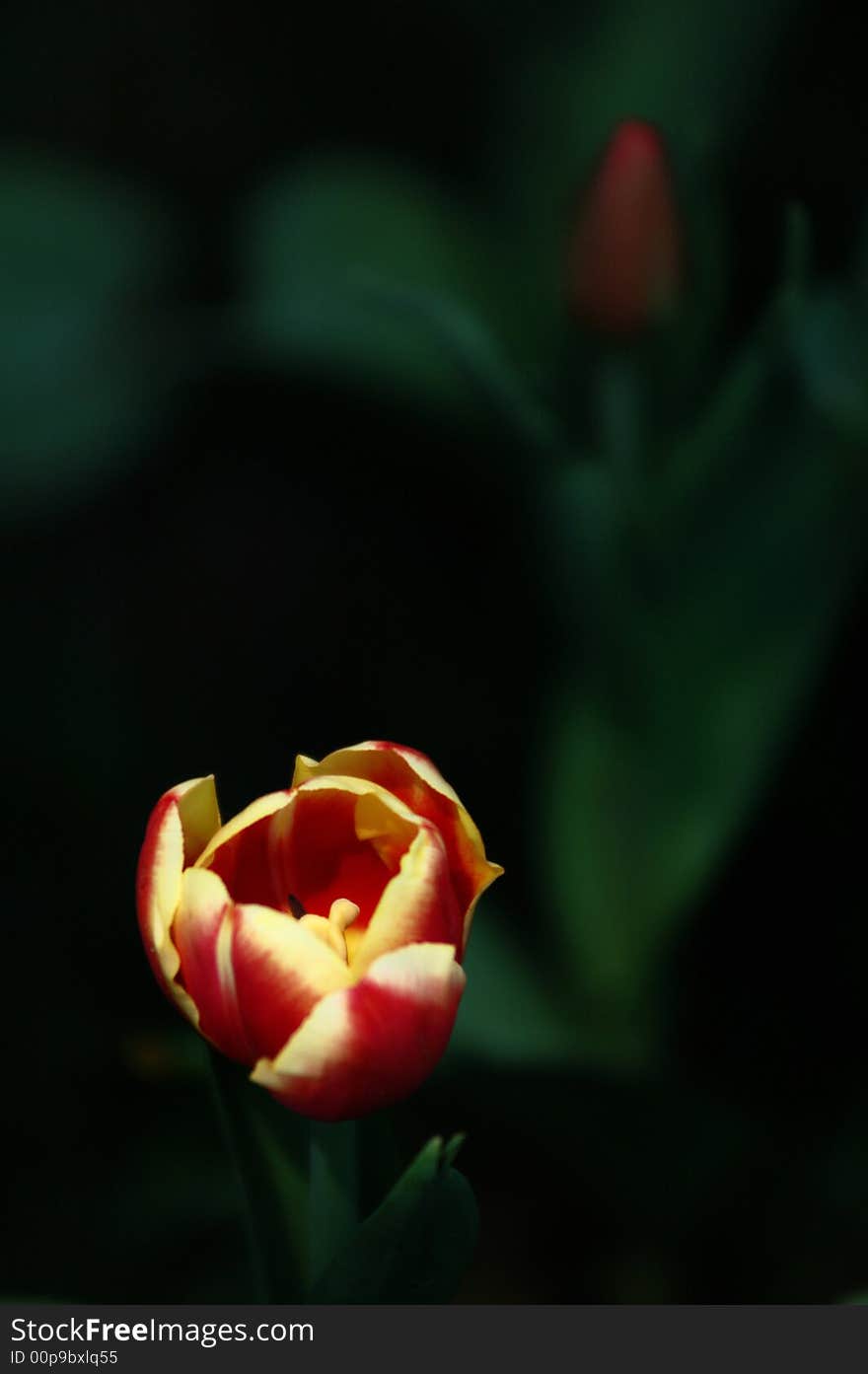 Tulip,the beautiful flowers in the Sunshine