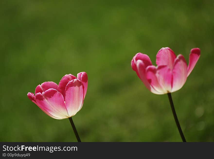 Tulip,the beautiful flowers in the Sunshine