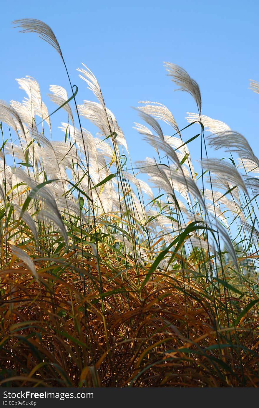 Green grass with white furry tails. Green grass with white furry tails