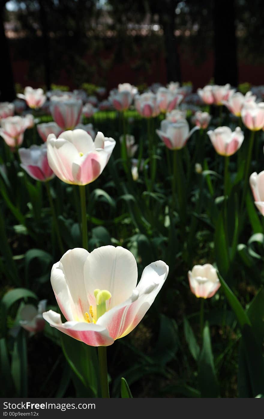 Tulip,the beautiful flowers in the Sunshine