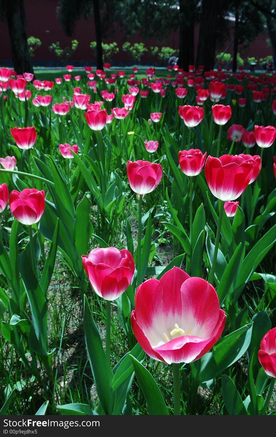 Tulip,the beautiful flowers in the Sunshine