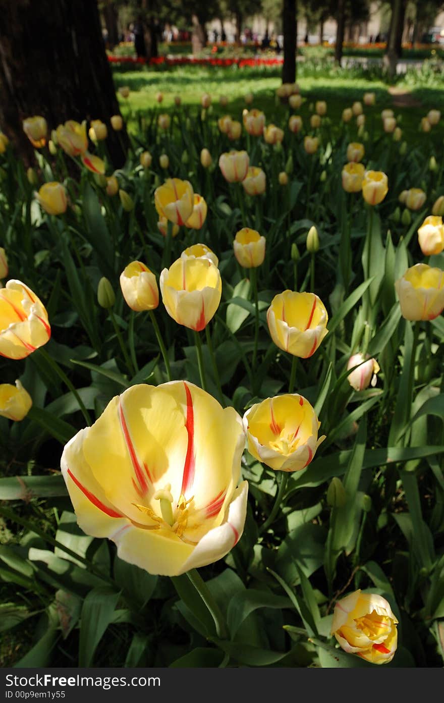 Tulip,the beautiful flowers in the Sunshine