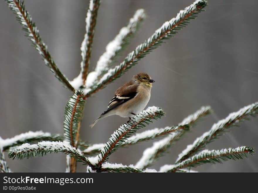 Goldfinch