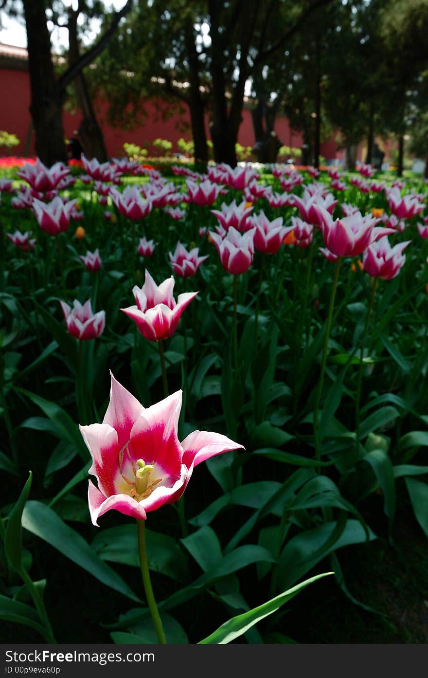 Tulip,the beautiful flowers in the Sunshine