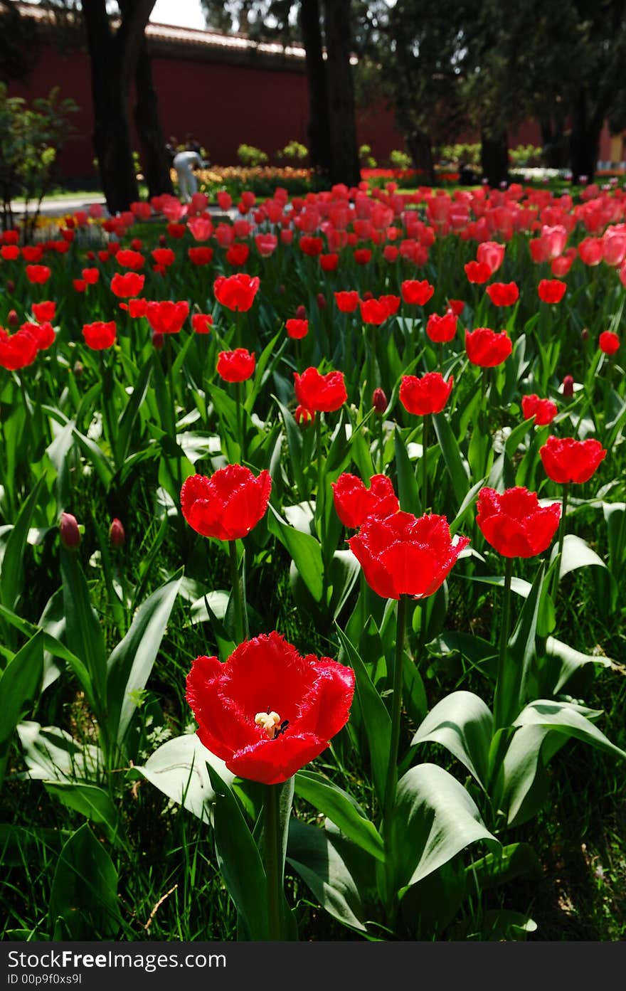 Tulip,the beautiful flowers in the Sunshine