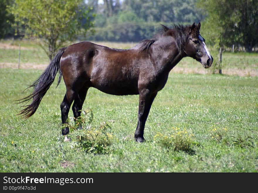 Big brown horse free in an argentina farm