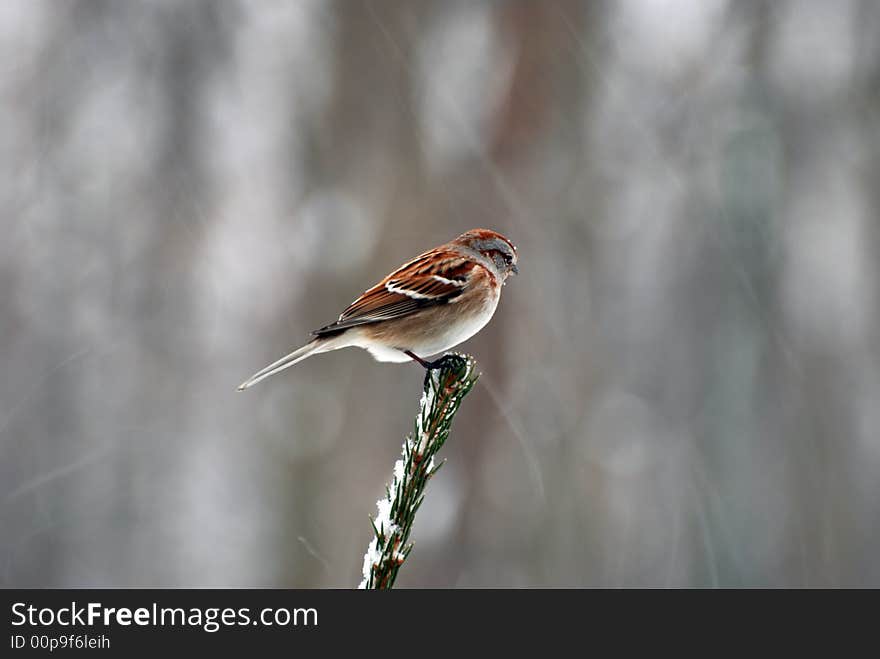 The Sparrow is one of the most familiar and beloved birds in northern North America and a frequent visitor to bird feeders. The Sparrow is one of the most familiar and beloved birds in northern North America and a frequent visitor to bird feeders.