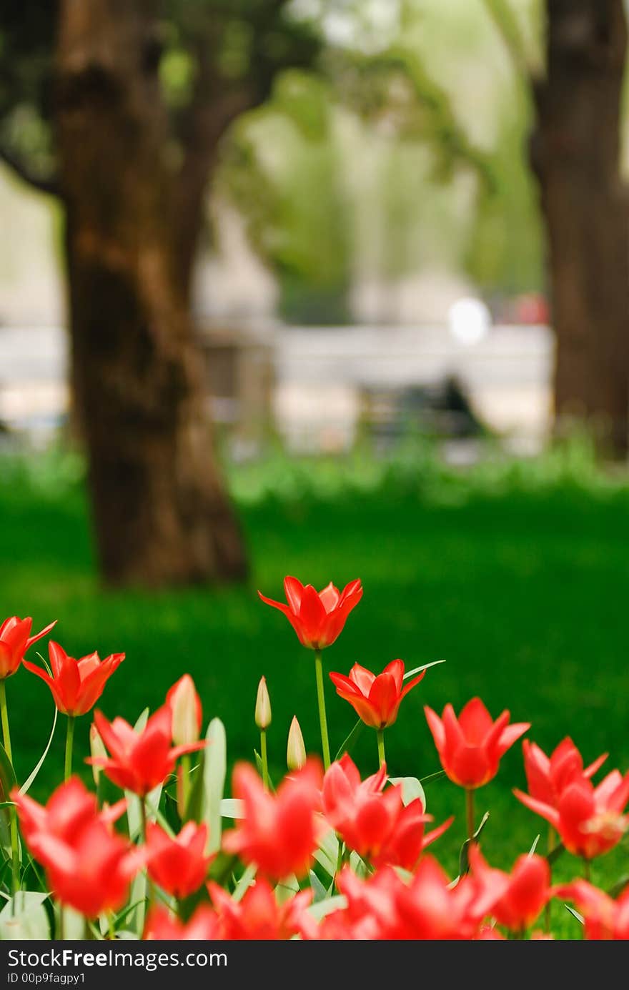 Tulip,the beautiful flowers in the Sunshine