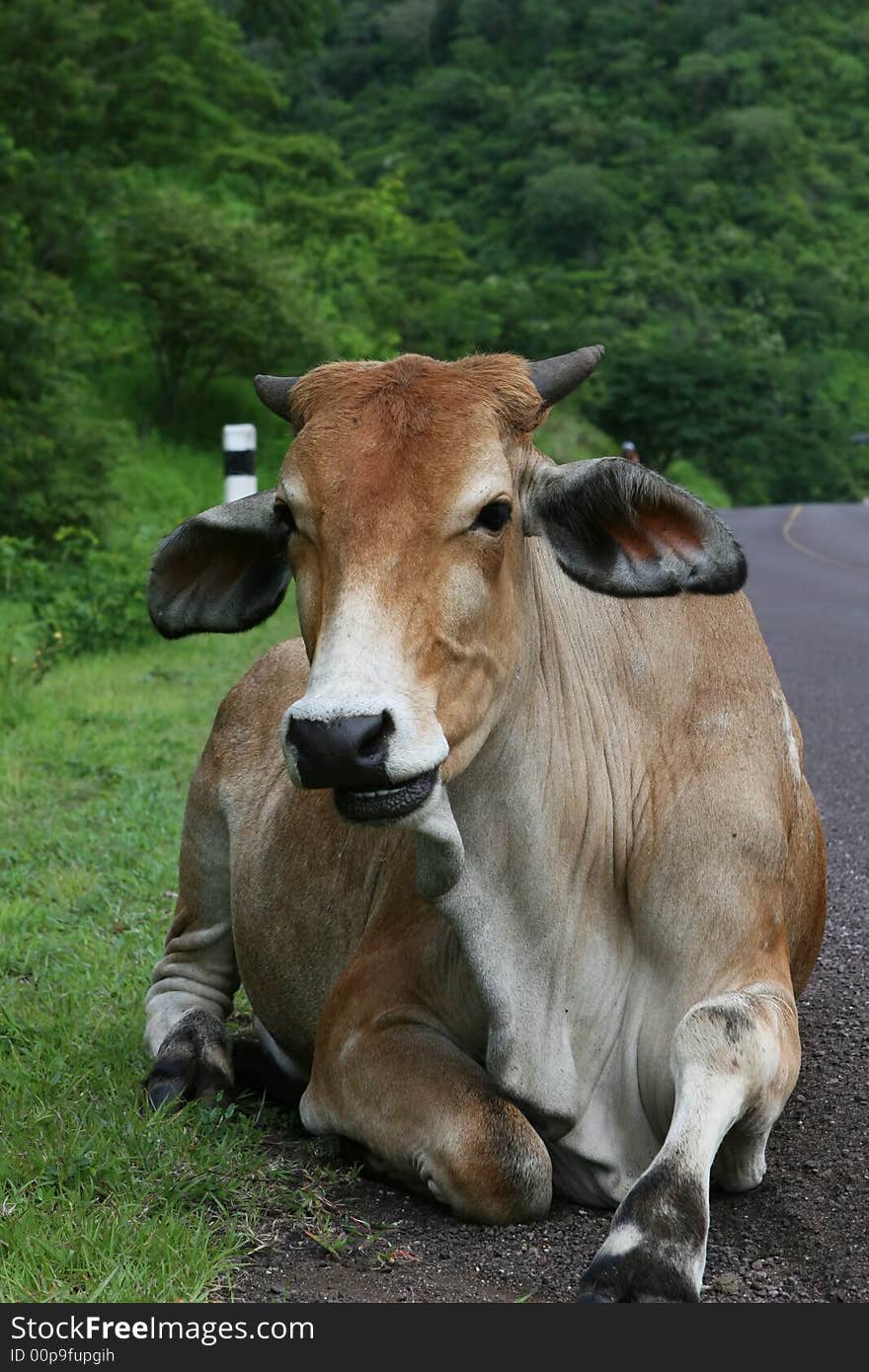 Resting Cattle