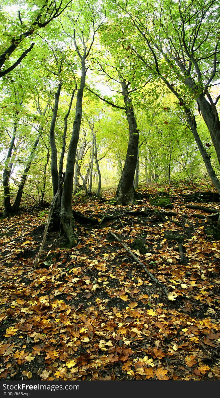 Trees growing on a slope and fallen down leaves on the ground