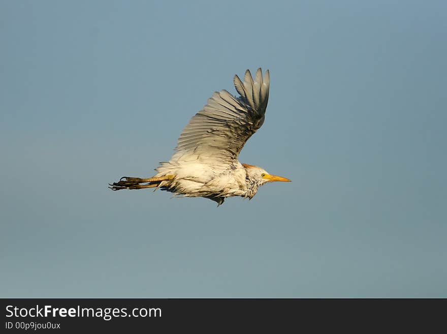 Cattle Egret