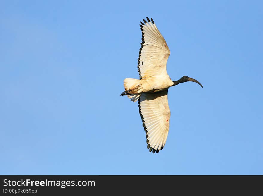 Sacred Ibis in flight against a clear blue sky