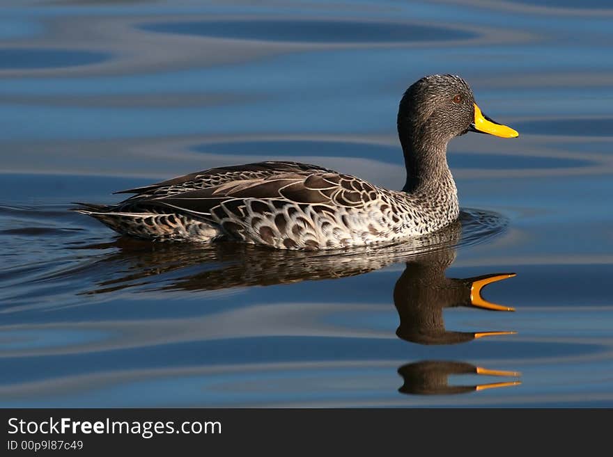 Yellowbilled duck swimming on calm waters