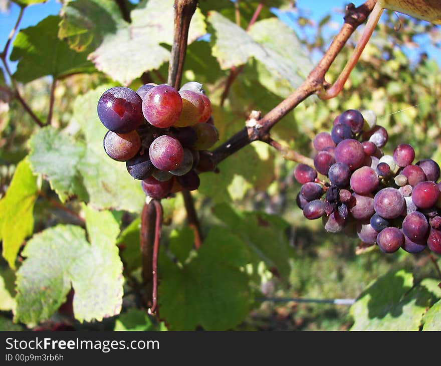 Grapes in a vineyard just before the harvest. Grapes in a vineyard just before the harvest