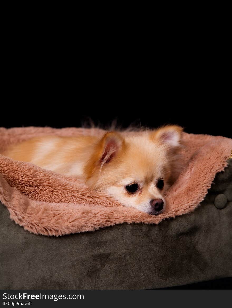 Pomeranian puppy awake but laying down in her bed.  Isolated on black. Pomeranian puppy awake but laying down in her bed.  Isolated on black.