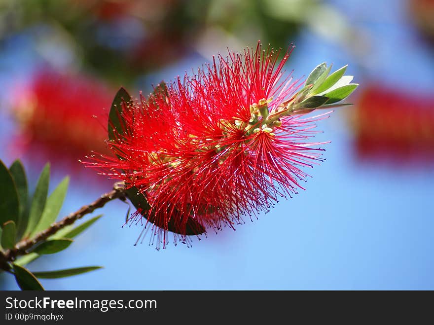 Exotic red flower