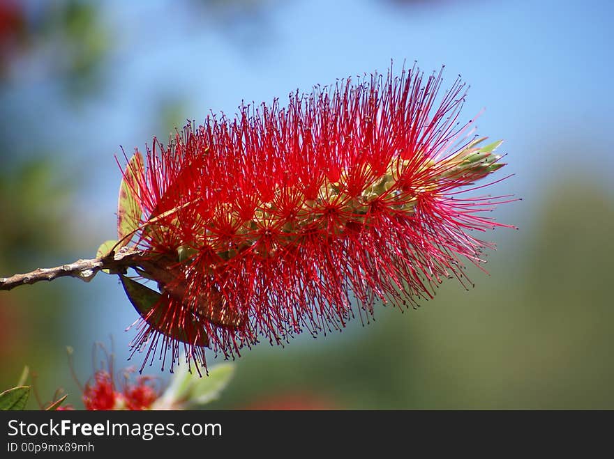 Beautiful, big and exotic red flower from south america. Beautiful, big and exotic red flower from south america