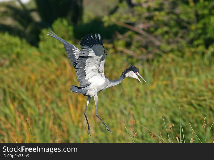 Blackheaded Heron