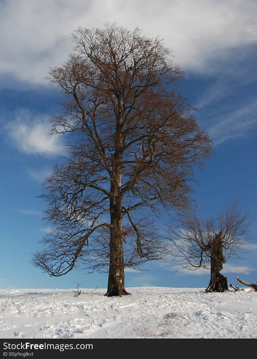 A tall and a small tree. A tall and a small tree