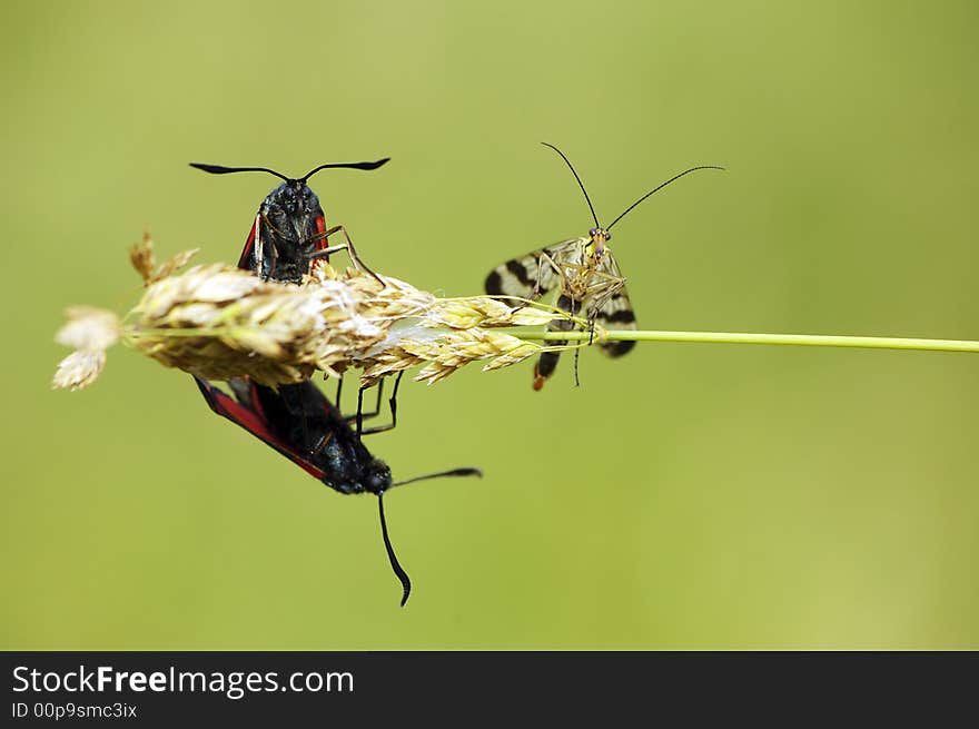 Three insects on a blade of grass. Three insects on a blade of grass