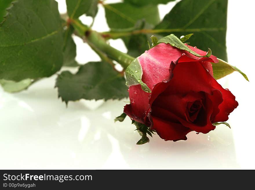 Nice red rose with a water drops