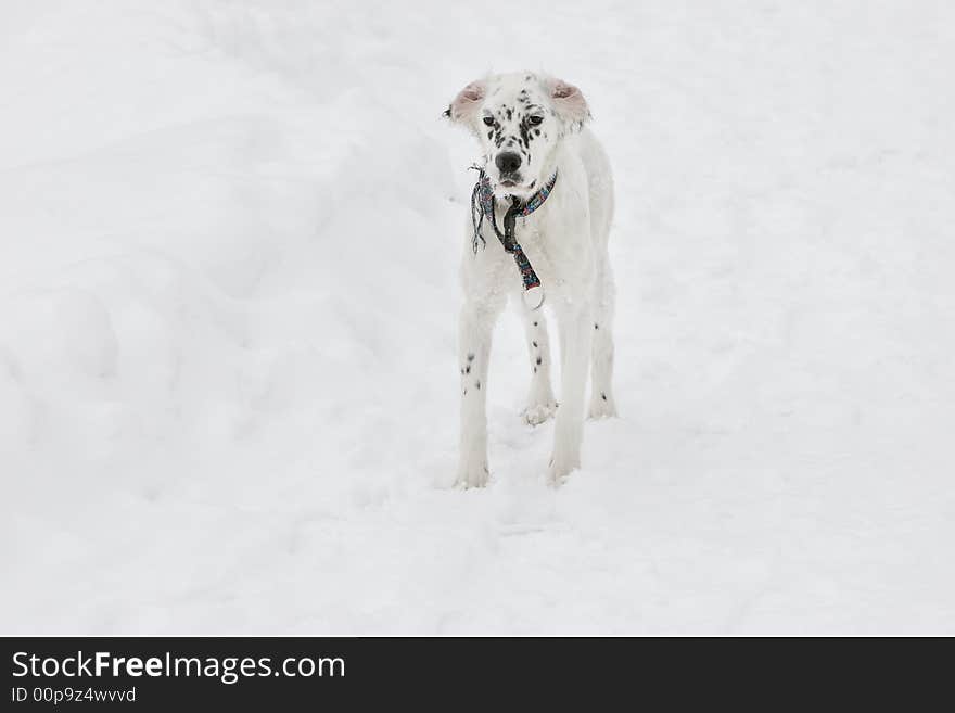 White dog