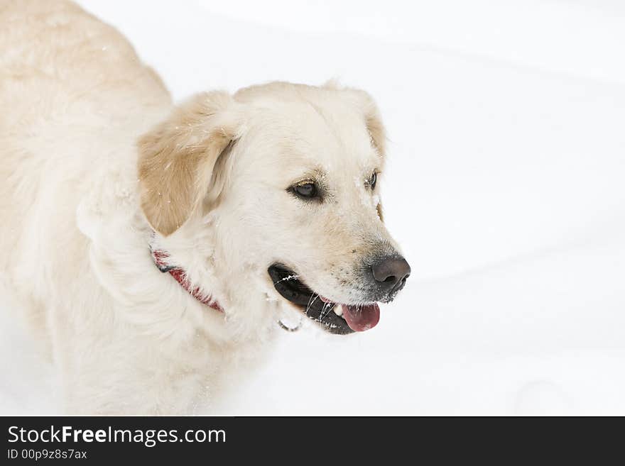 Golden retriever in the snow. Golden retriever in the snow