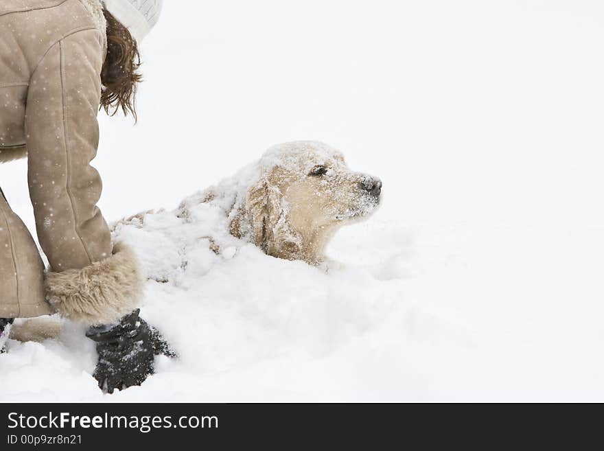 Girl playing with a Golden retriever. Girl playing with a Golden retriever